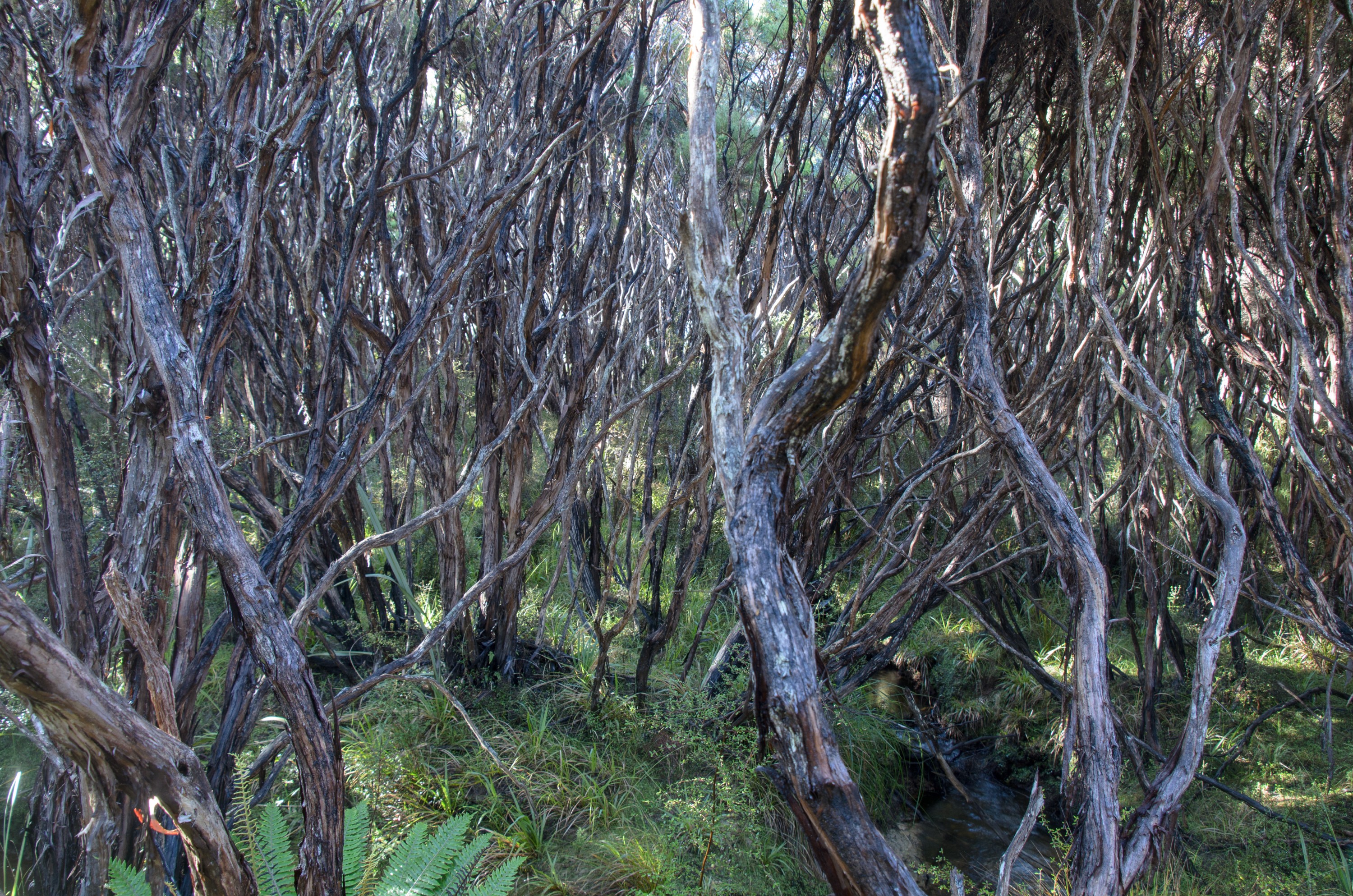 DSC_2146 – Adventure, Crispin, Freshwater, Freshwater Hut, Hut, Island, March 2017, Mason, Mason Bay, National Park, New, New Zealand, Rakiura, South, Stewart, Zealand